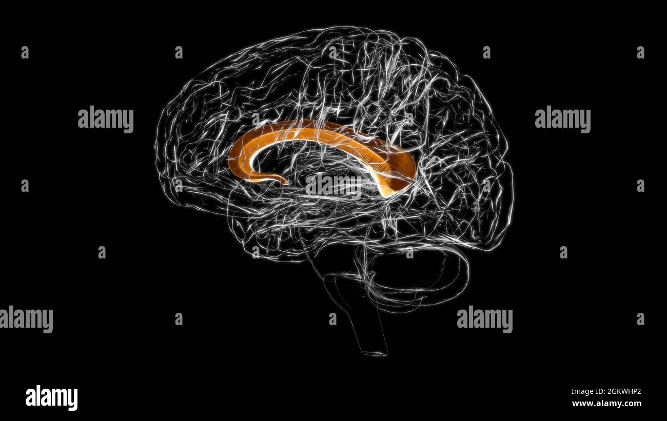Gehirn Corpus callosum Anatomie für medizinisches Konzept 3D Illustration Stockfoto