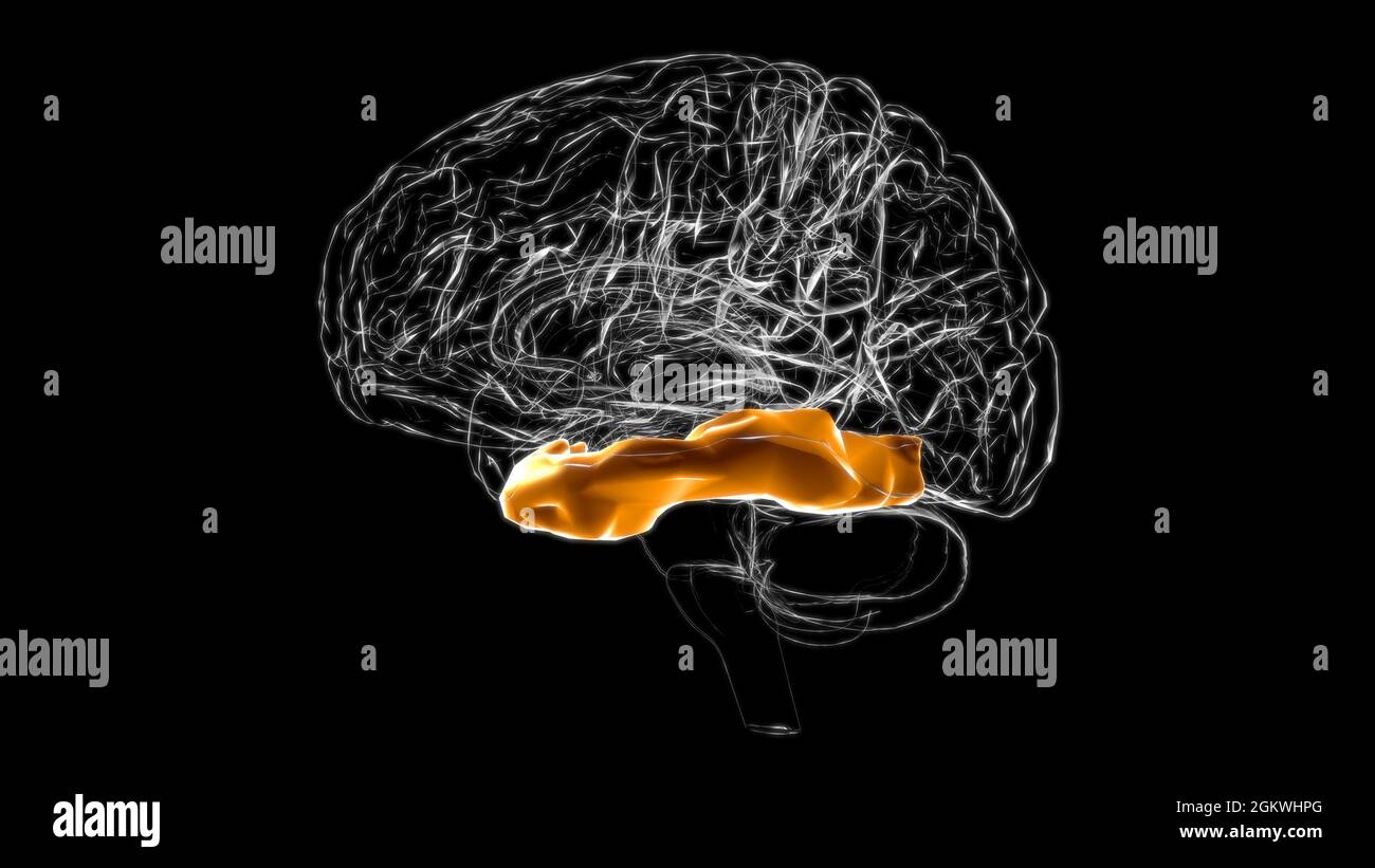 Gehirn inferior temporal Gyrus Anatomy for Medical Concept 3D Illustration Stockfoto