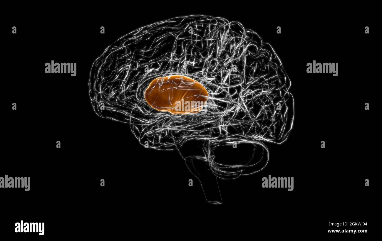 Gehirn interne Kapsel Anatomie für Medical Concept 3D Illustration Stockfoto
