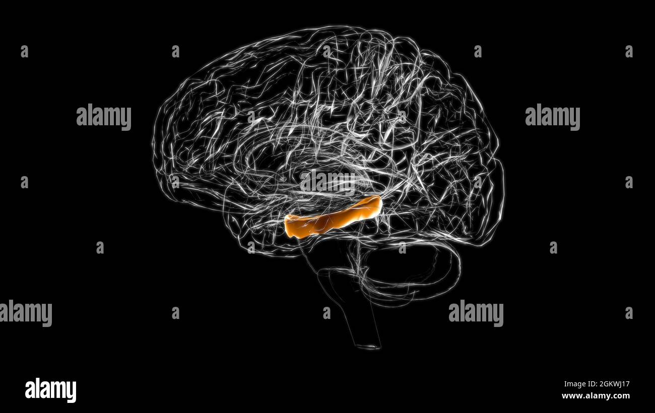 Hirnparahippocampus Gyrus Anatomy for Medical Concept 3D Illustration Stockfoto