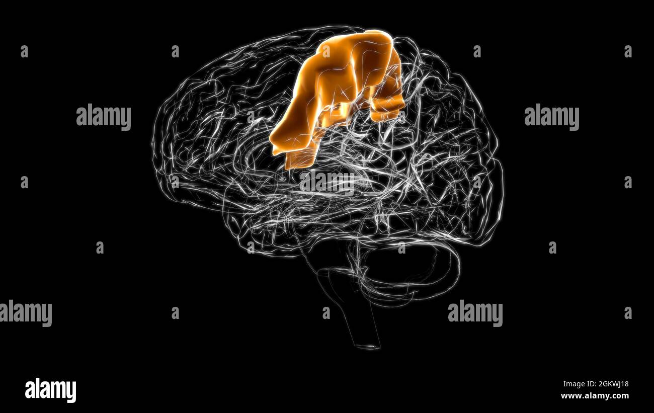 Gehirn-präzentrale Gyrus-Anatomie für medizinisches Konzept 3D-Illustration Stockfoto