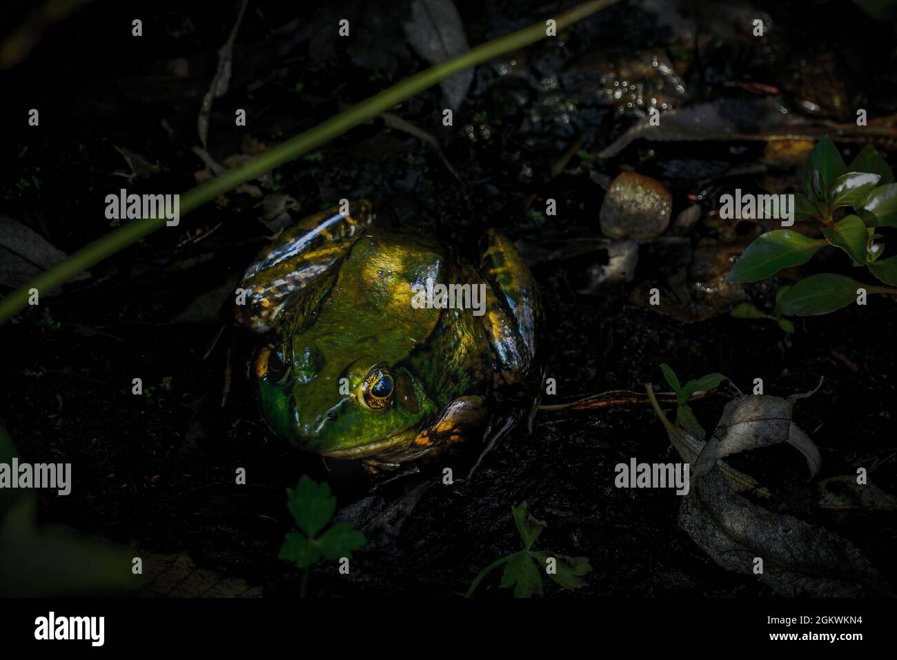 Frosch Für Erwachsene Stockfoto