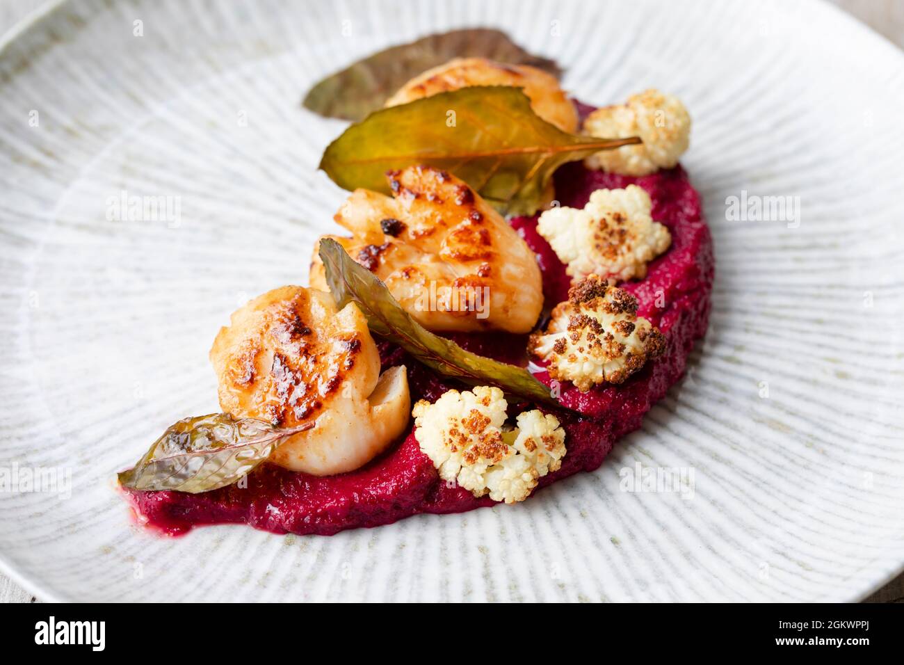 Gebratene Jakobsmuscheln mit Rote-Bete-Püree und Blumenkohl Stockfoto
