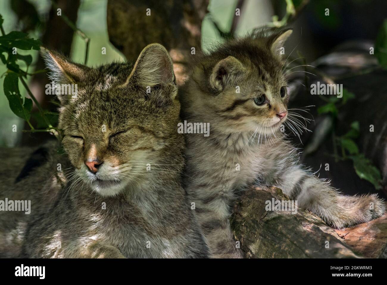 Europäische Wildkatze / Wildkatze (Felis silvestris silvestris) Weibchen mit Kätzchen, die im Unterholz im Wald ruhen Stockfoto