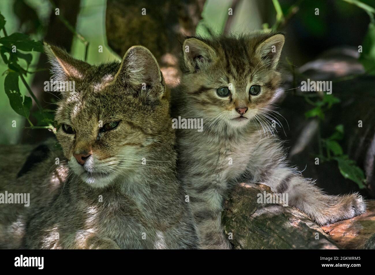 Europäische Wildkatze / Wildkatze (Felis silvestris silvestris) Weibchen mit Kätzchen, die im Unterholz im Wald ruhen Stockfoto