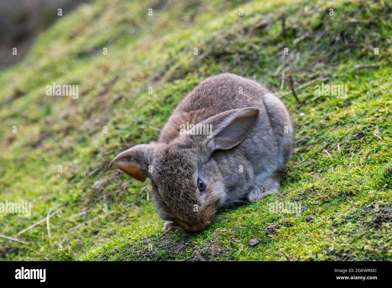 Meissner lop, deutsche Rasse von Hauskaninchen mit hängenden Ohren grasen Stockfoto