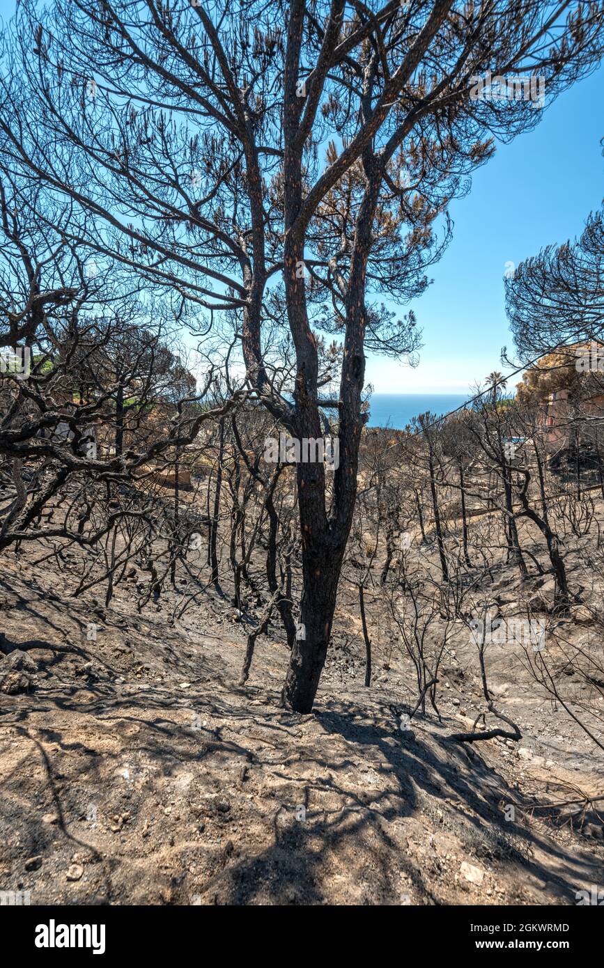 WALDBRÄNDE SCHÄDEN FONT SANT LLORENC WOHNSIEDLUNG LLORET DE MAR COSTA BRAVA GERONA SPANIEN Stockfoto