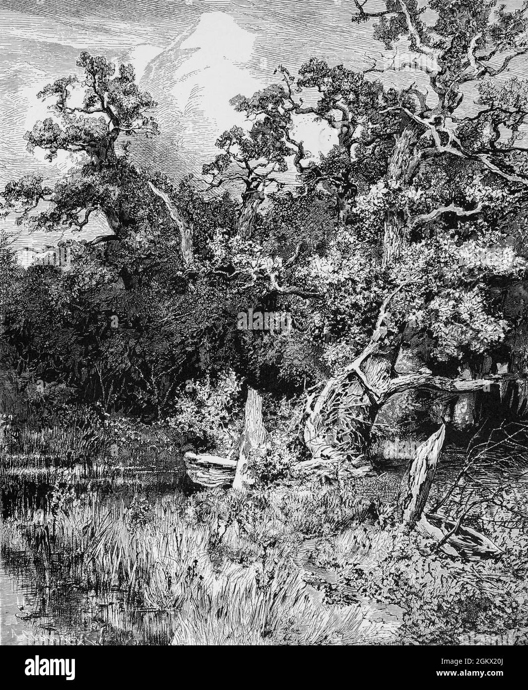 Im maurischen Wald von Hassfeld bei Bremerhaven, Landkreis Oldenburg, historische Illustration 1880, Stockfoto