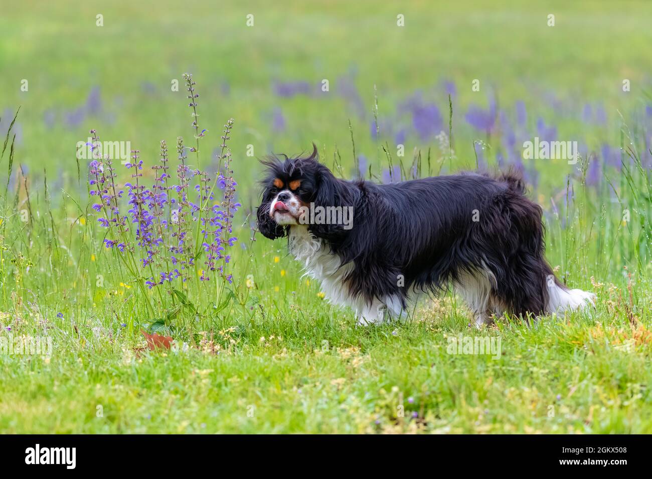 Ein Hund Kavalier König Charles riecht Lavendel Blumen auf einem Feld Stockfoto
