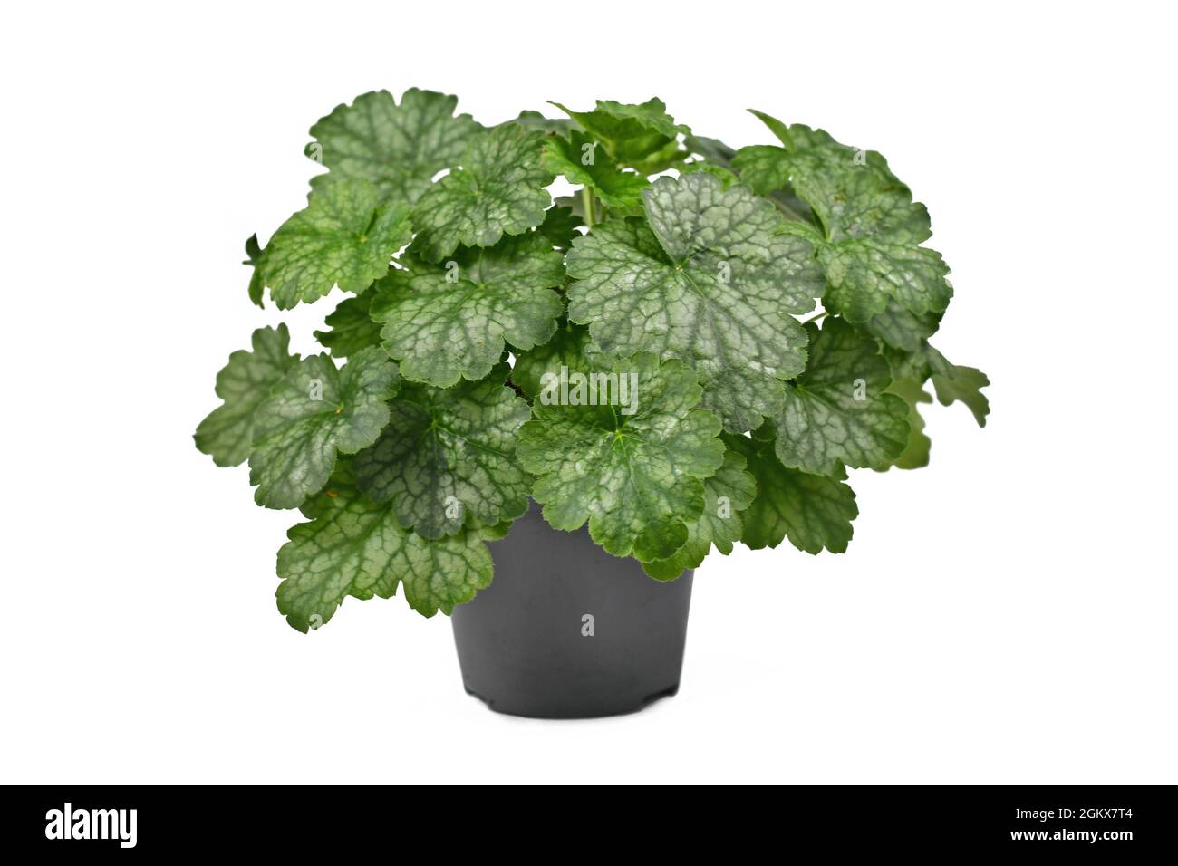 Heuchera gartenpflanze Ausgeschnittene Stockfotos und bilder Alamy