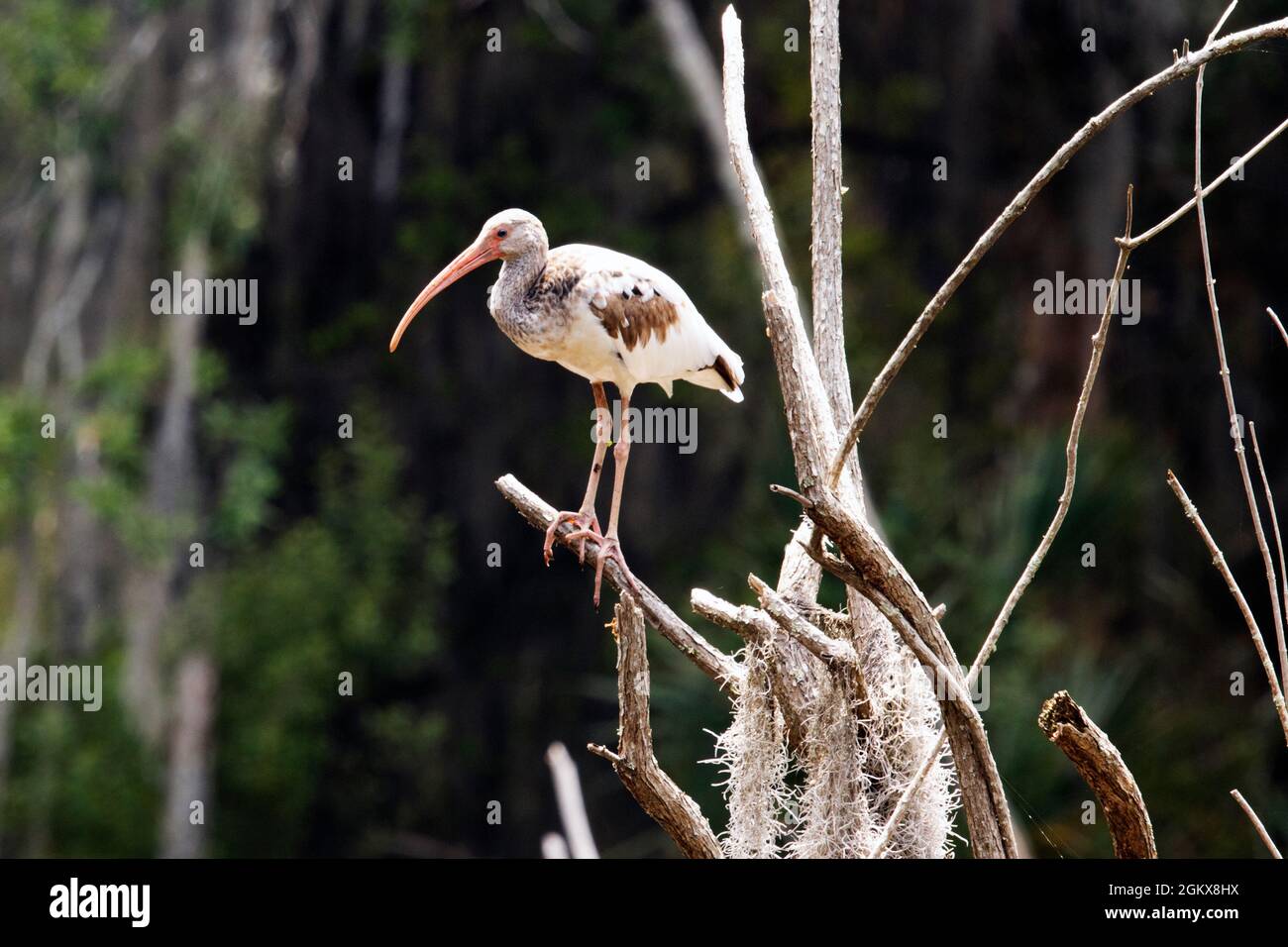 Juveniler weißer Ibis in Saatkrähen Stockfoto