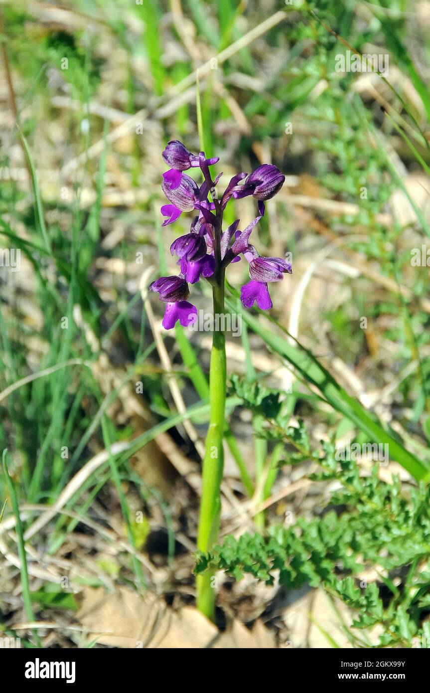 Grünflügelorchidee, kleines Knabenkraut, Anacamptis morio, agárkosbor, Europa Stockfoto