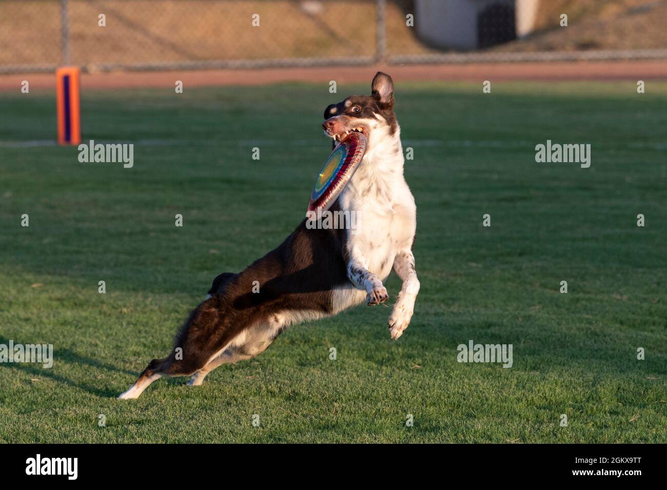 Brauner und weißer Hund mit Regenbogenscheibe, den er gerade auf dem Gras gefangen hat Stockfoto