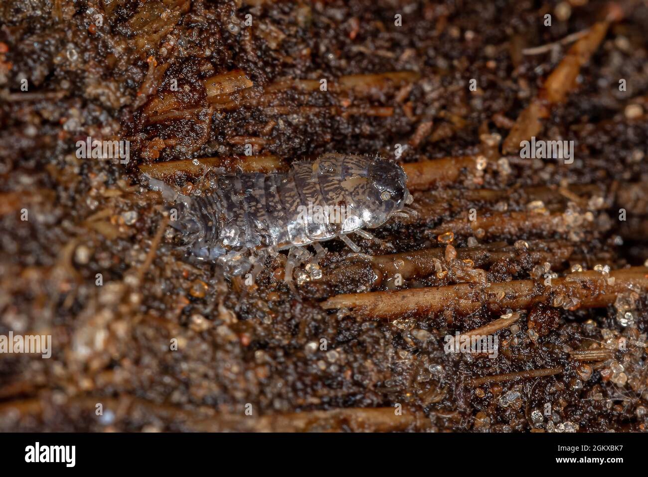 Typischer Krustenisopod des Ordens Isopoda Stockfoto