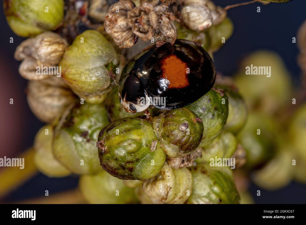Adulter Ashy Grey Lady Beetle der Art Olla V-nigrum Stockfoto