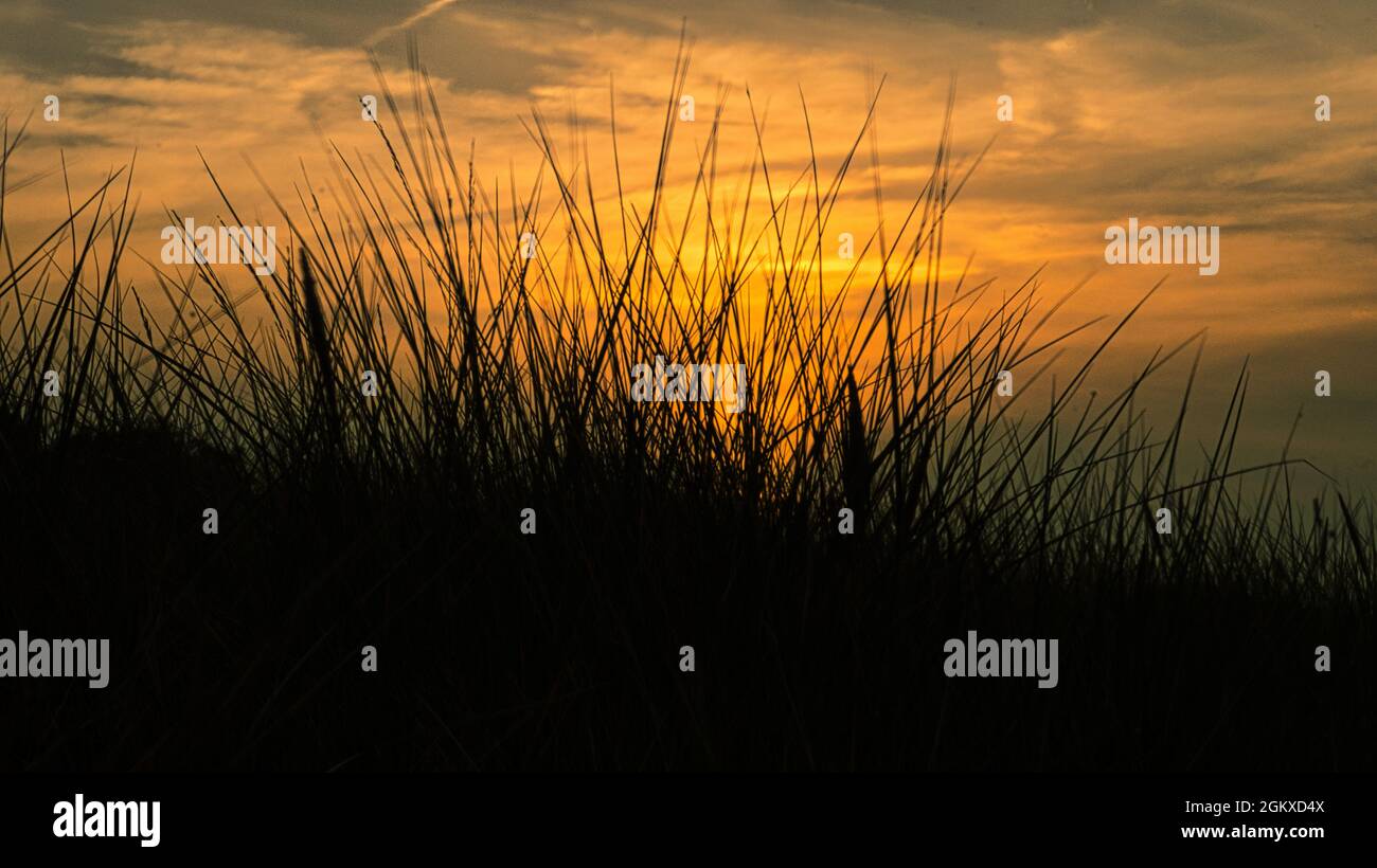 Gras mit Sonnenuntergang Gänselicht Stimmung im Wind. Erleben Sie die Natur am Meer Stockfoto