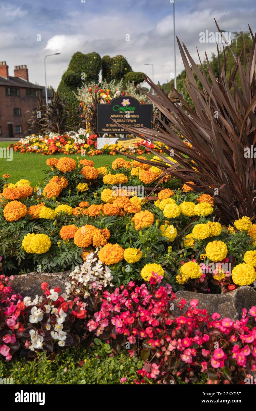 Großbritannien, England, Cichhire, Congleton, bunt gepflanzte Blumenbezüge am Kreisverkehr Stockfoto