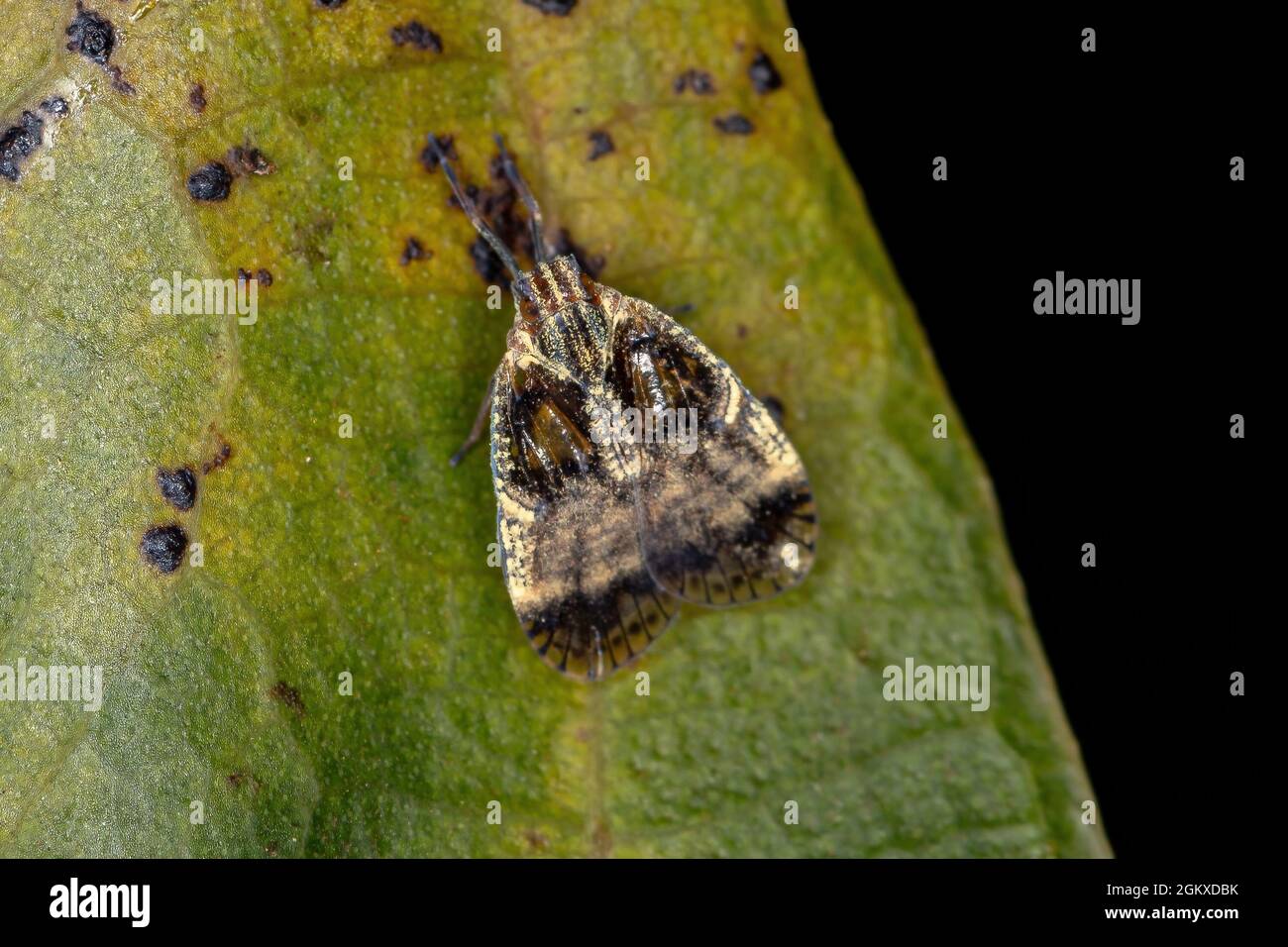Erwachsene kleine Planthopper der Familie Cixiidae Stockfoto