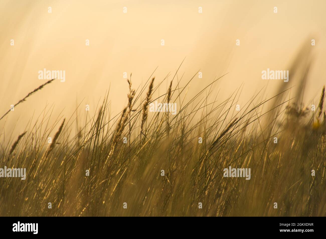 Gras mit Sonnenuntergang Gänselicht Stimmung im Wind. Erleben Sie die Natur am Meer Stockfoto