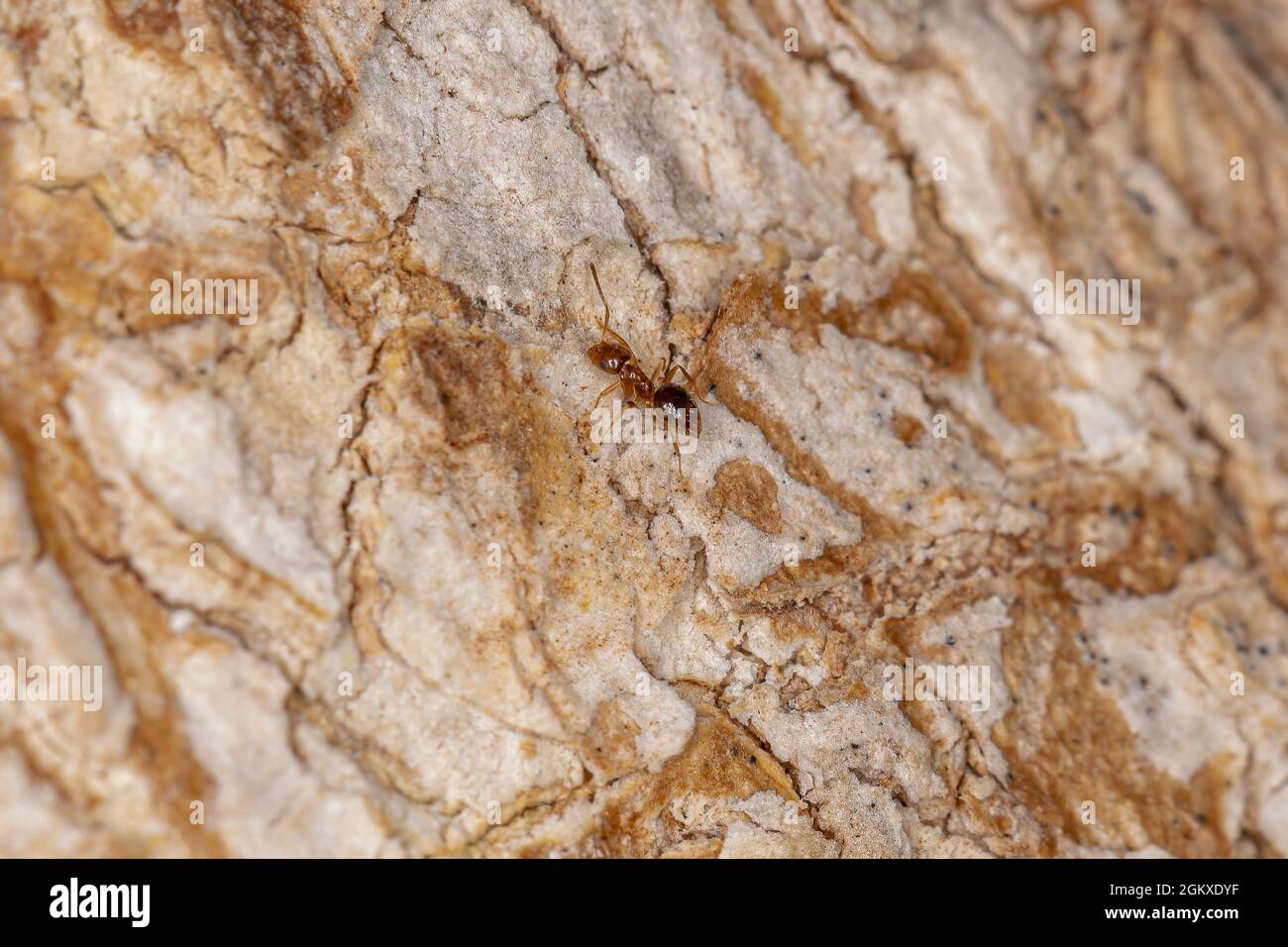 Kleine Erwachsene Rover-Ameise der Gattung Brachymyrmex Stockfoto