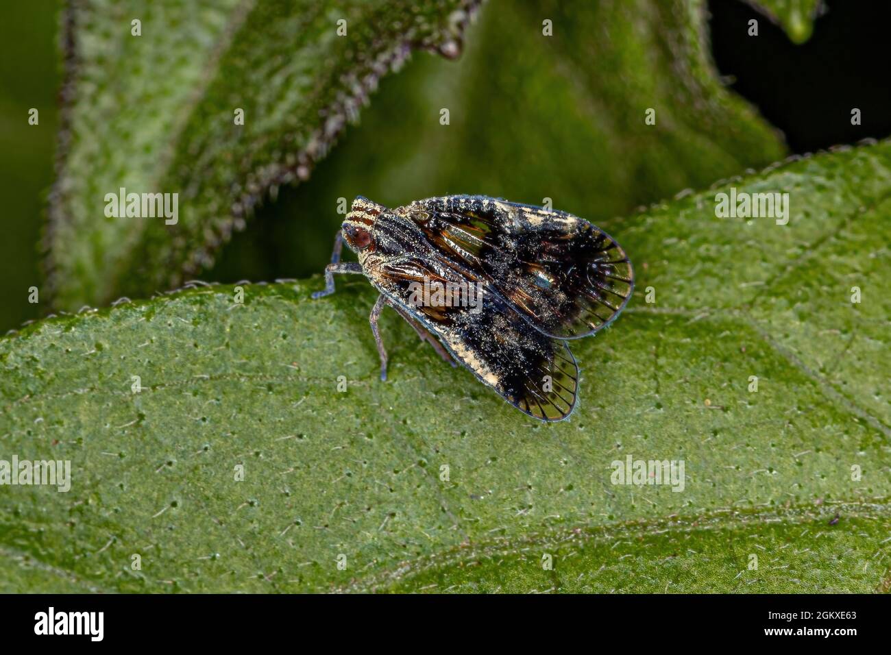 Erwachsene kleine Planthopper der Gattung Bothriocera Stockfoto