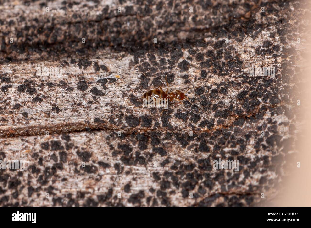 Kleine Erwachsene Rover-Ameise der Gattung Brachymyrmex Stockfoto