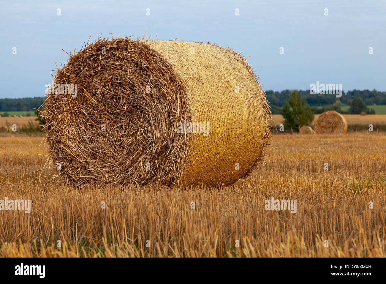 Strohballen aus nächster Nähe auf dem Feld. Stockfoto
