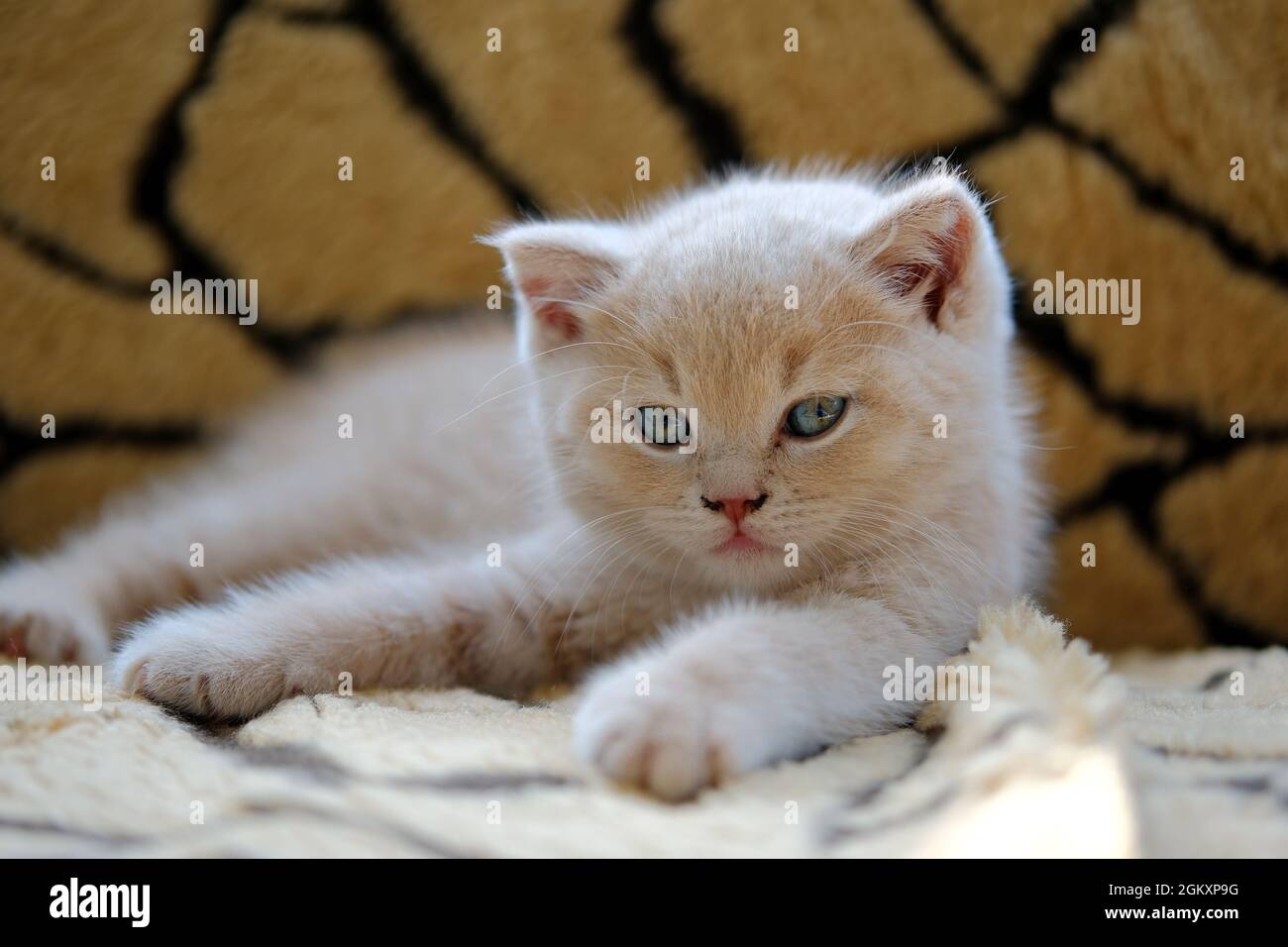 Nahaufnahme eines niedlichen, blauäugigen Ingwer-Kätzchens, das auf dem Sofa liegt und die Kamera anschaut Stockfoto