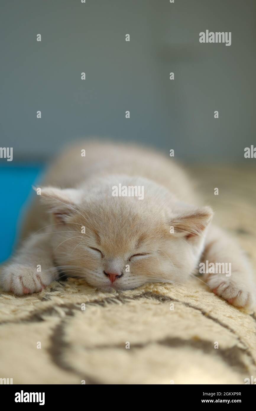 Nahaufnahme einer kleinen cremigen britischen Kurzhaar-Katze schläft auf dem Sofa Stockfoto