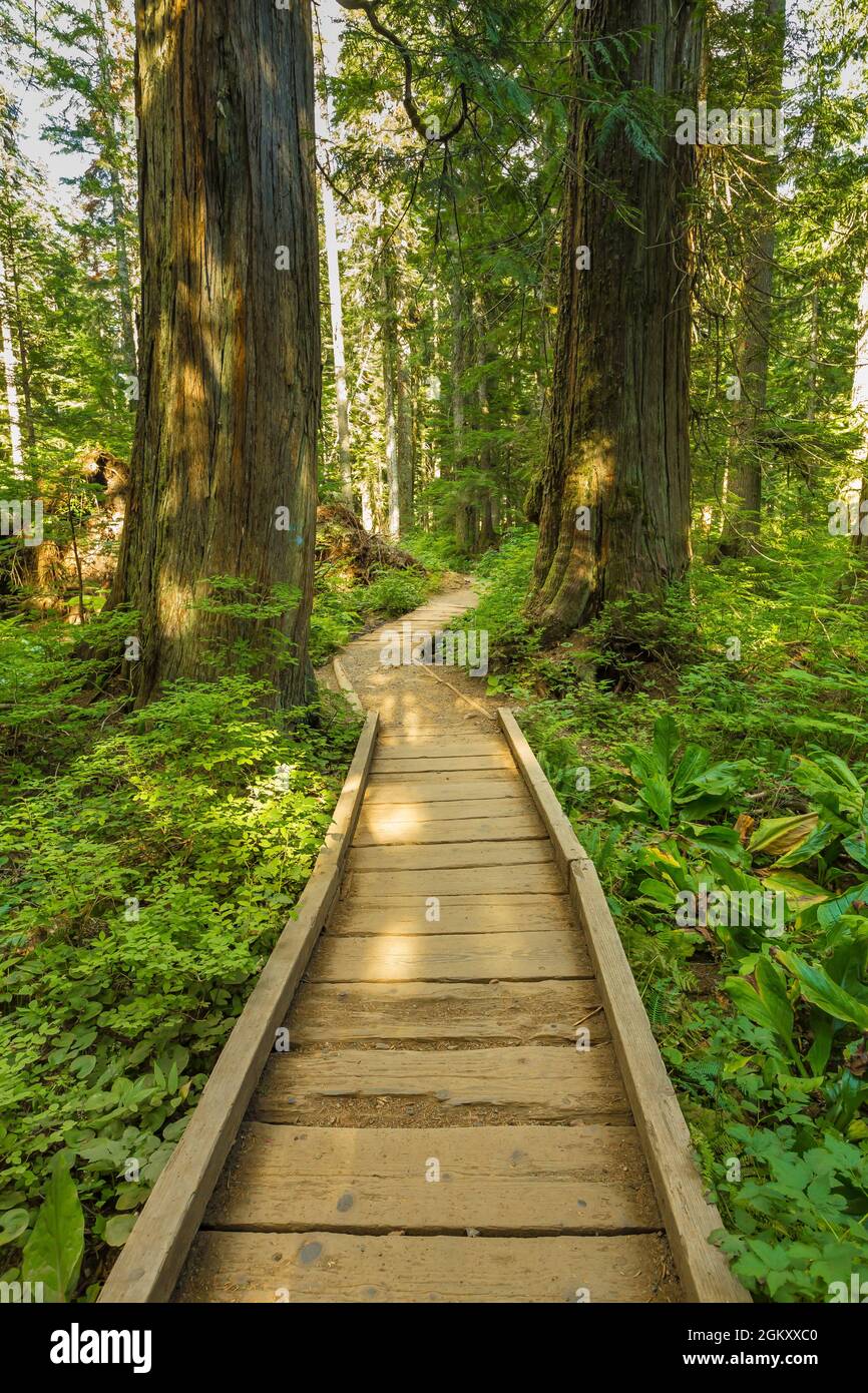 Boardwalk entlang des Denny Creek Trail, der zu den Keekwulee Falls und darüber hinaus, Alpine Lakes Wilderness, Mount Baker–Snoqualmie National Forest, Washington S führt Stockfoto