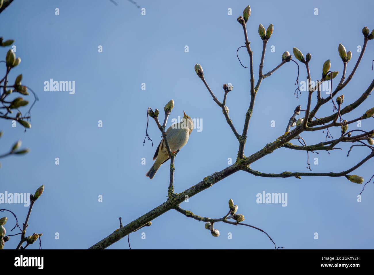 Ein Gelbbrauengrasmüßler (Phylloscopus inornatus), der in einem Platanenbaum (Acer pseudoplatanus) ernährt Stockfoto