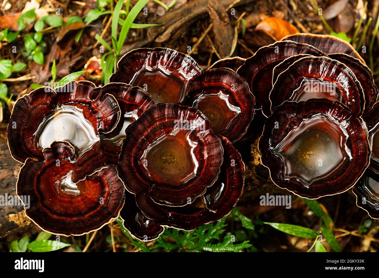 Trichterförmige exotische Pilze wachsen auf einem Ast, der auf dem Boden liegt und mit Wasser gefüllt ist. Stockfoto