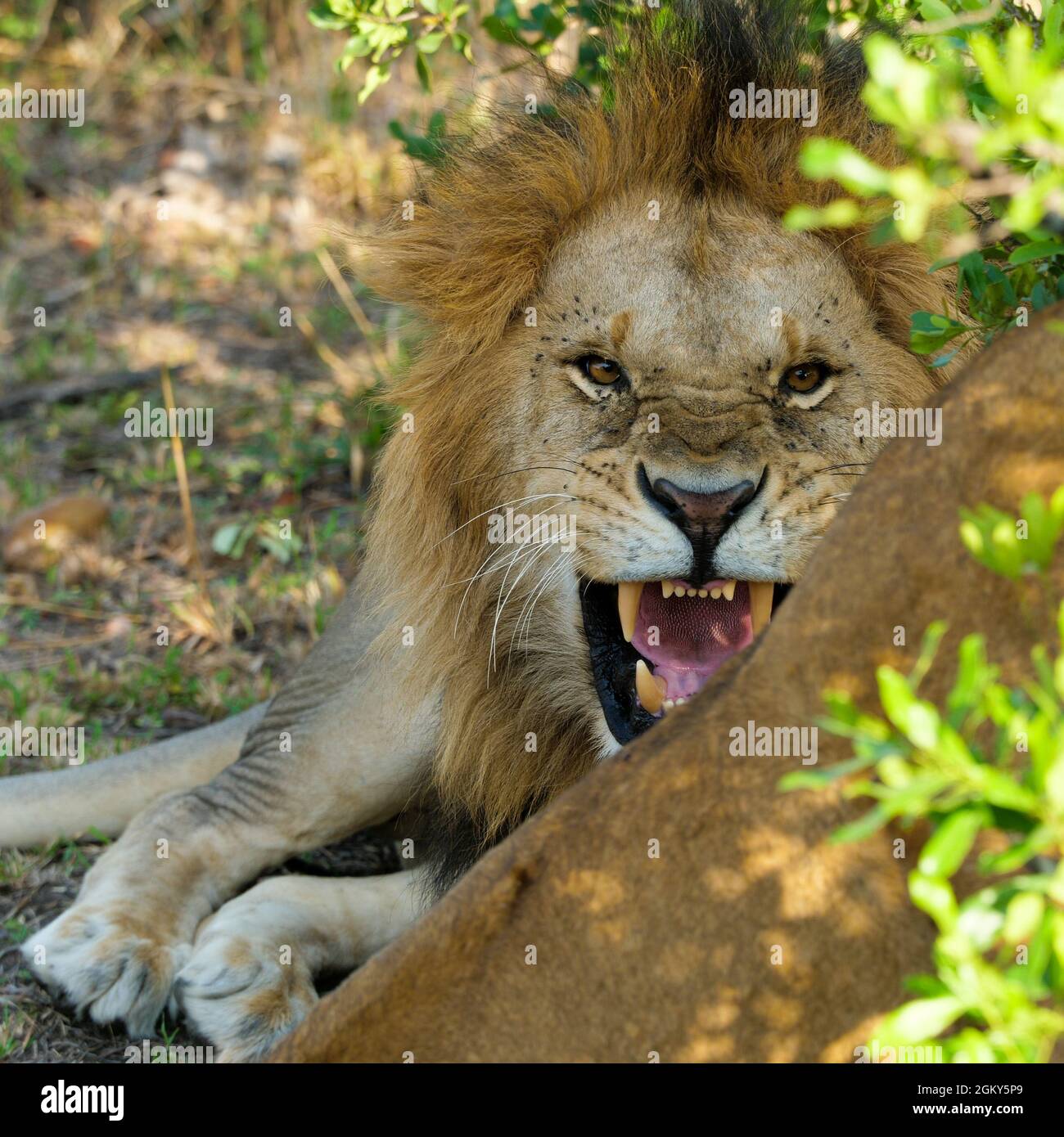 Ein Löwe brüllt Stockfoto