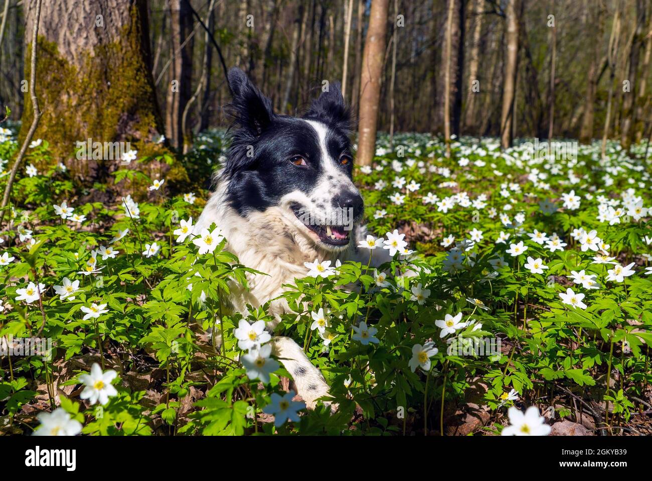 Ein schwarz-weißer Hund liegt lächelnd auf einer Lichtung in Blumen Stockfoto