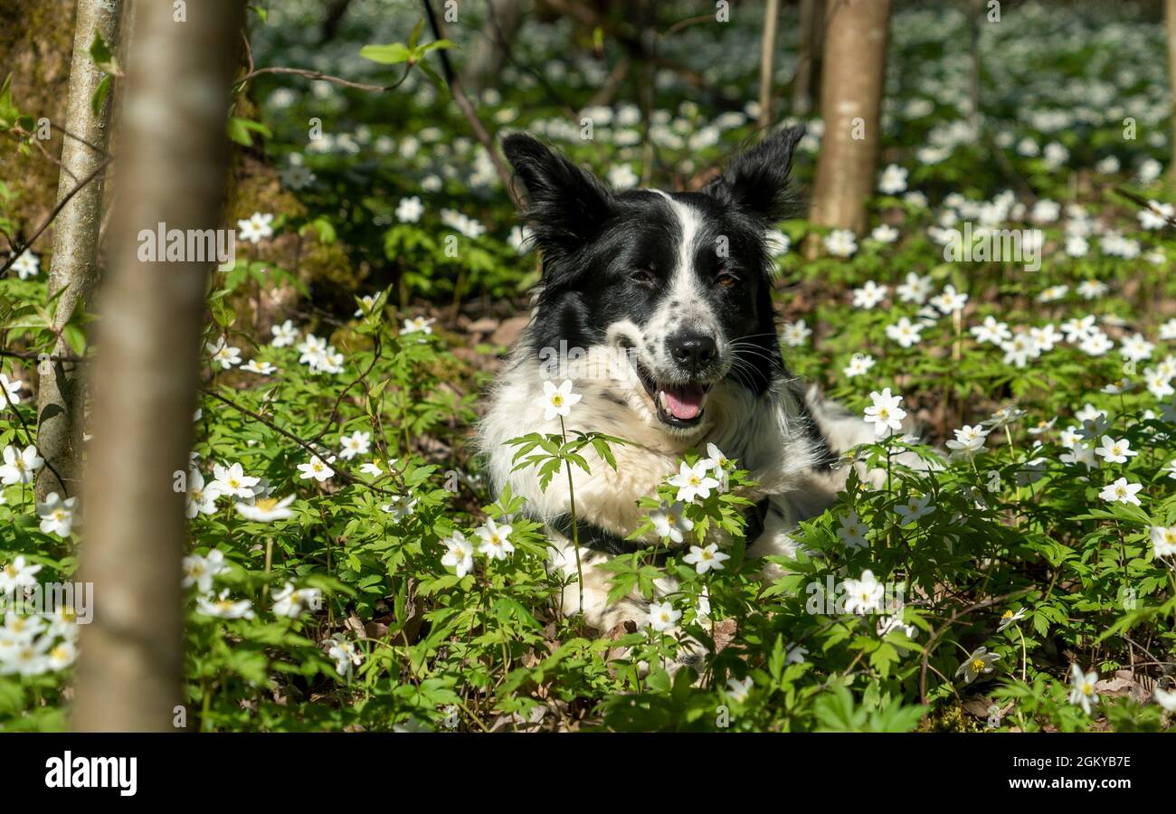 Ein schwarz-weißer Hund liegt lächelnd auf einer Lichtung in Blumen Stockfoto