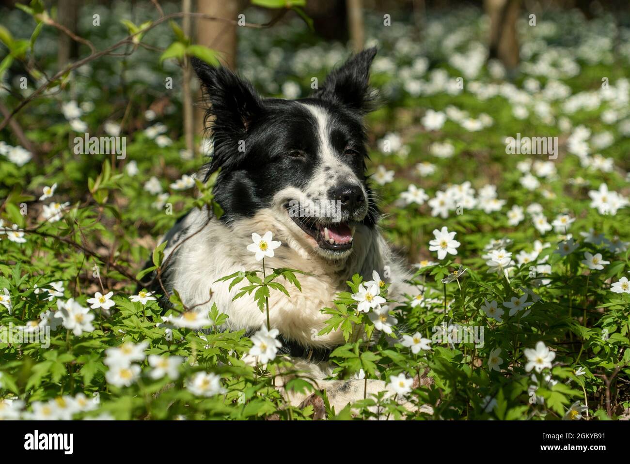 Ein schwarz-weißer Hund liegt lächelnd auf einer Lichtung in Blumen Stockfoto