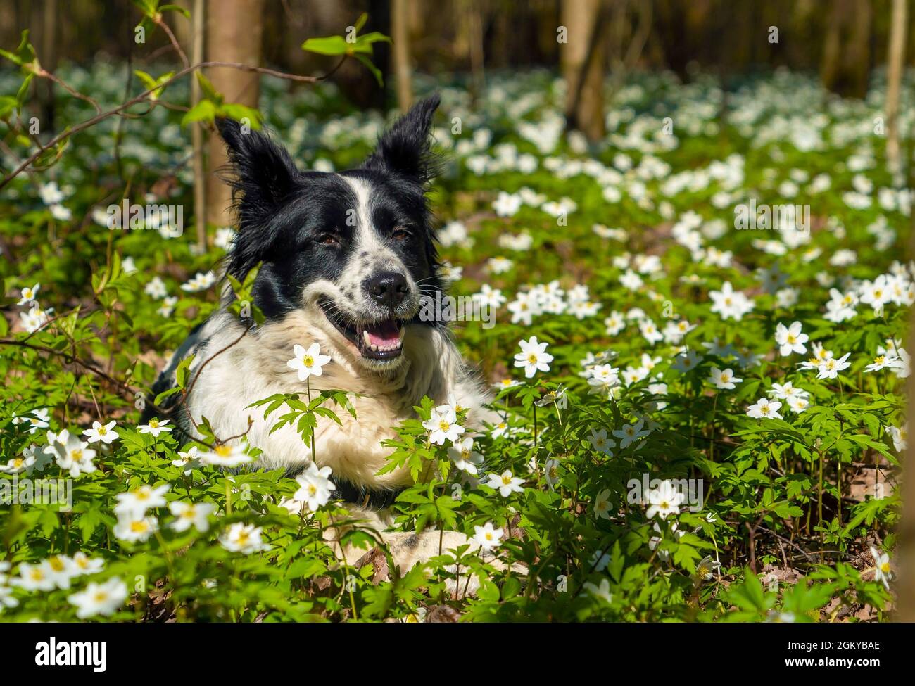 Ein schwarz-weißer Hund liegt lächelnd auf einer Lichtung in Blumen Stockfoto