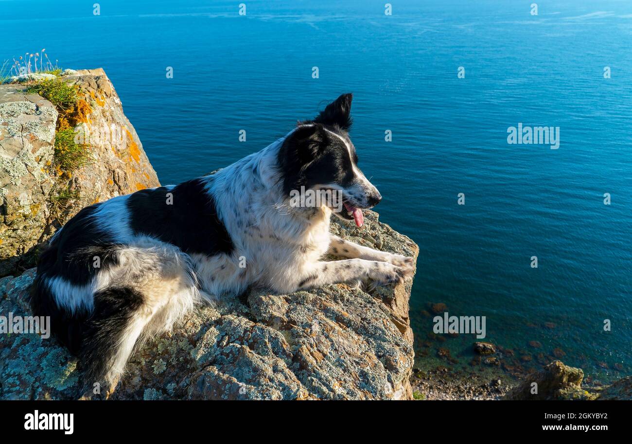 Ein schwarz-weißer Hund liegt mit seiner Pfote versteckt am Rand eines felsigen Meeres. Stockfoto