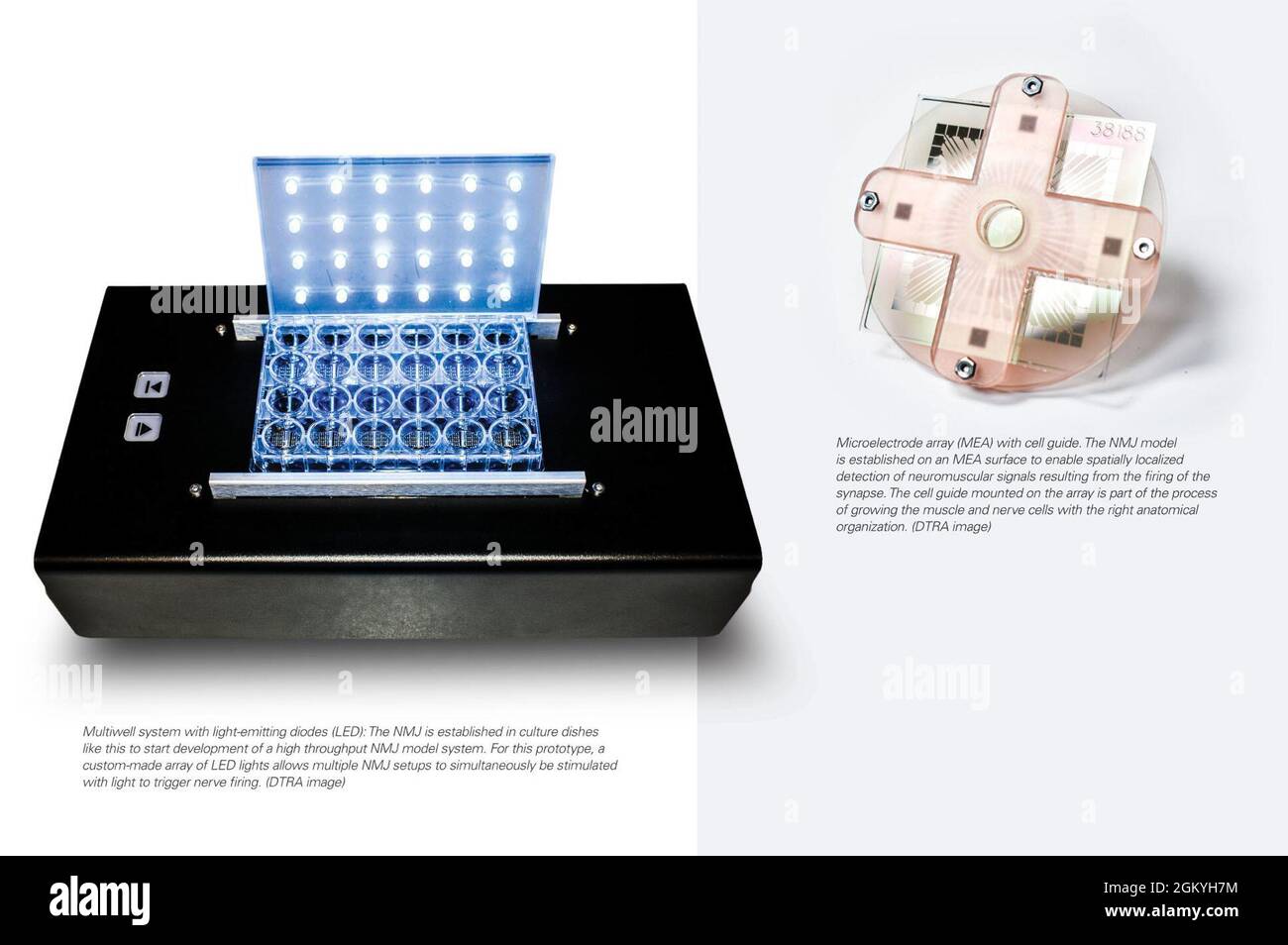 Mikroelektroden-Array (MEA) mit Zellführung. Das NMJ-Modell wurde auf einer MEA-Oberfläche entwickelt, um den räumlich lokalisierten Nachweis neuromuskulärer Signale zu ermöglichen, die sich aus dem Auslösen der Synapse ergeben. Die auf dem Array montierte Zellführung ist Teil des Prozesses des Wachstums der Muskel- und Nervenzellen mit der richtigen anatomischen Organisation. (DTRA-Bild) Multiwell-System mit LED: Der NMJ wird in solchen Kulturschalen etabliert, um die Entwicklung eines NMJ-Modellsystems mit hohem Durchsatz zu starten. Für diesen Prototyp ermöglicht ein maßgeschneidertes Array von LED-Leuchten die gleichzeitige Stimulierung mehrerer NMJ-Setups Stockfoto