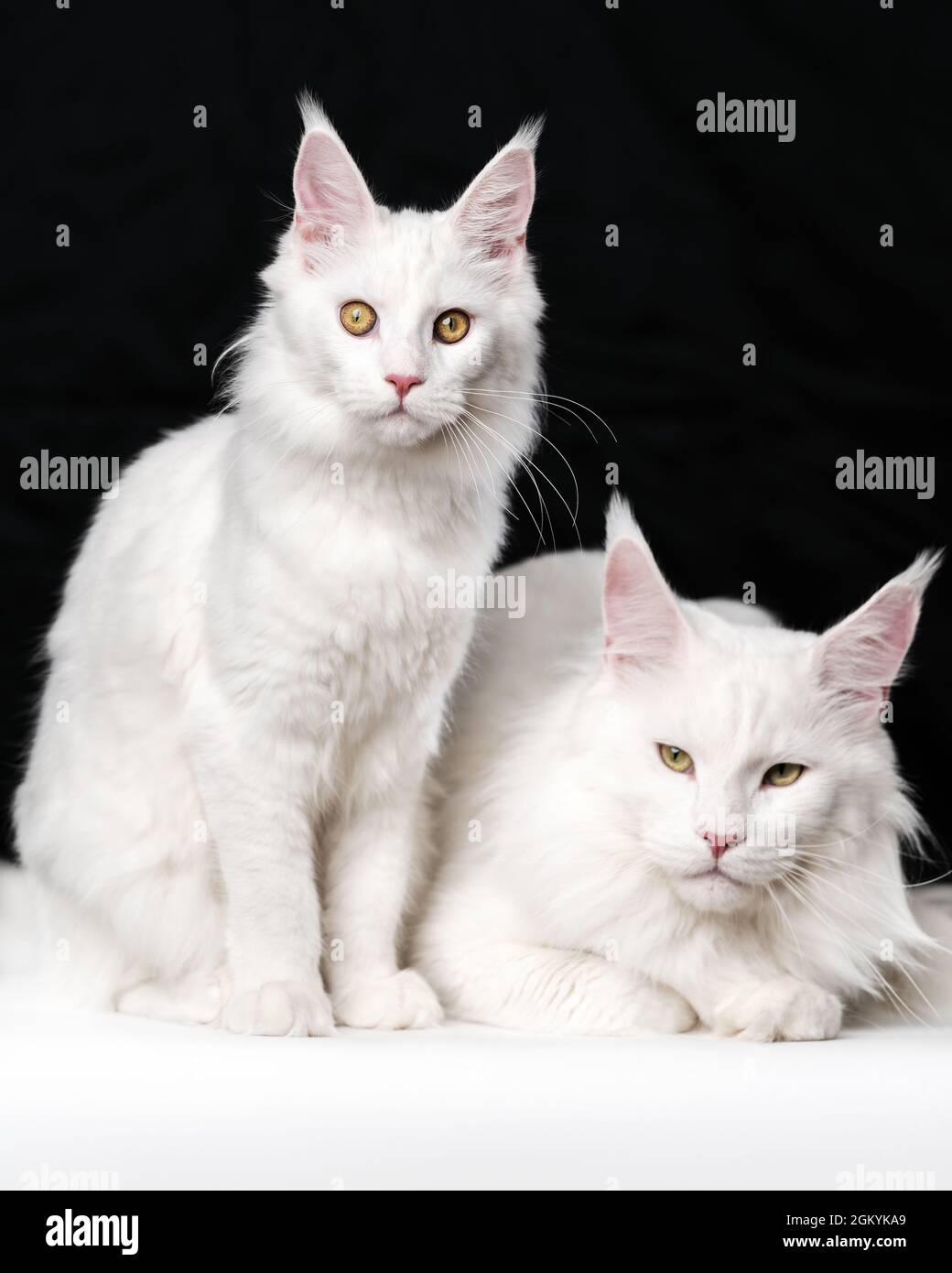 Porträt von zwei weißen amerikanischen Langhaar-Katzen auf schwarzem und  weißem Hintergrund. Eine Hauskatze sitzt, eine andere Katze liegt  Stockfotografie - Alamy