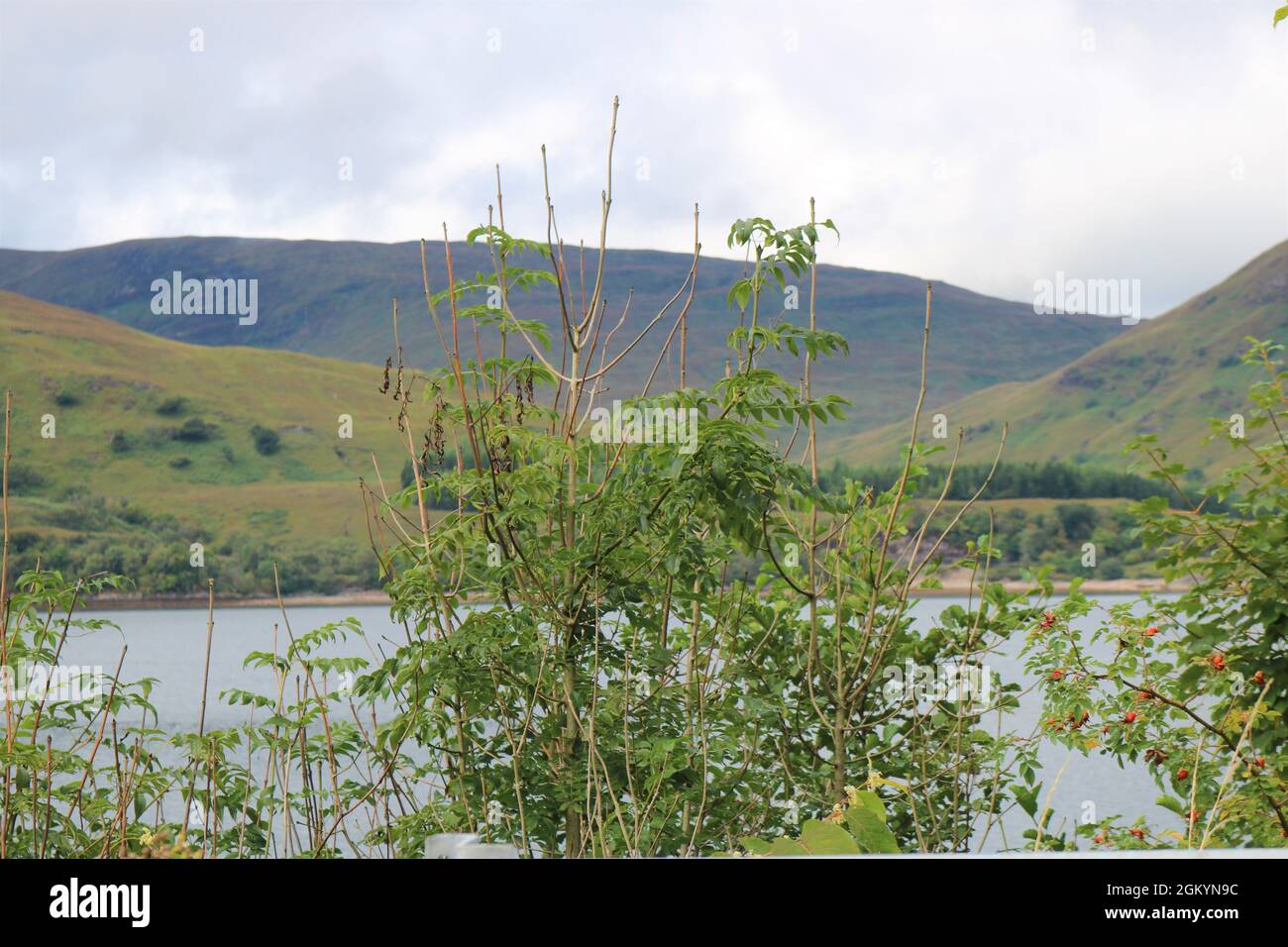 Loch Linnhe, See loch an der Westküste Schottlands. Stockfoto