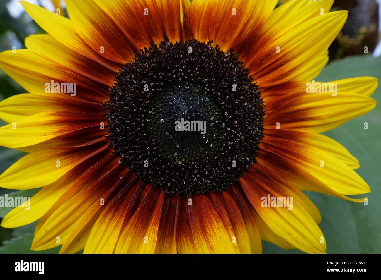 Wunderschöne, leuchtend gelbe und braune Sonnenblume mit braunen Staubblättern und Laub Stockfoto