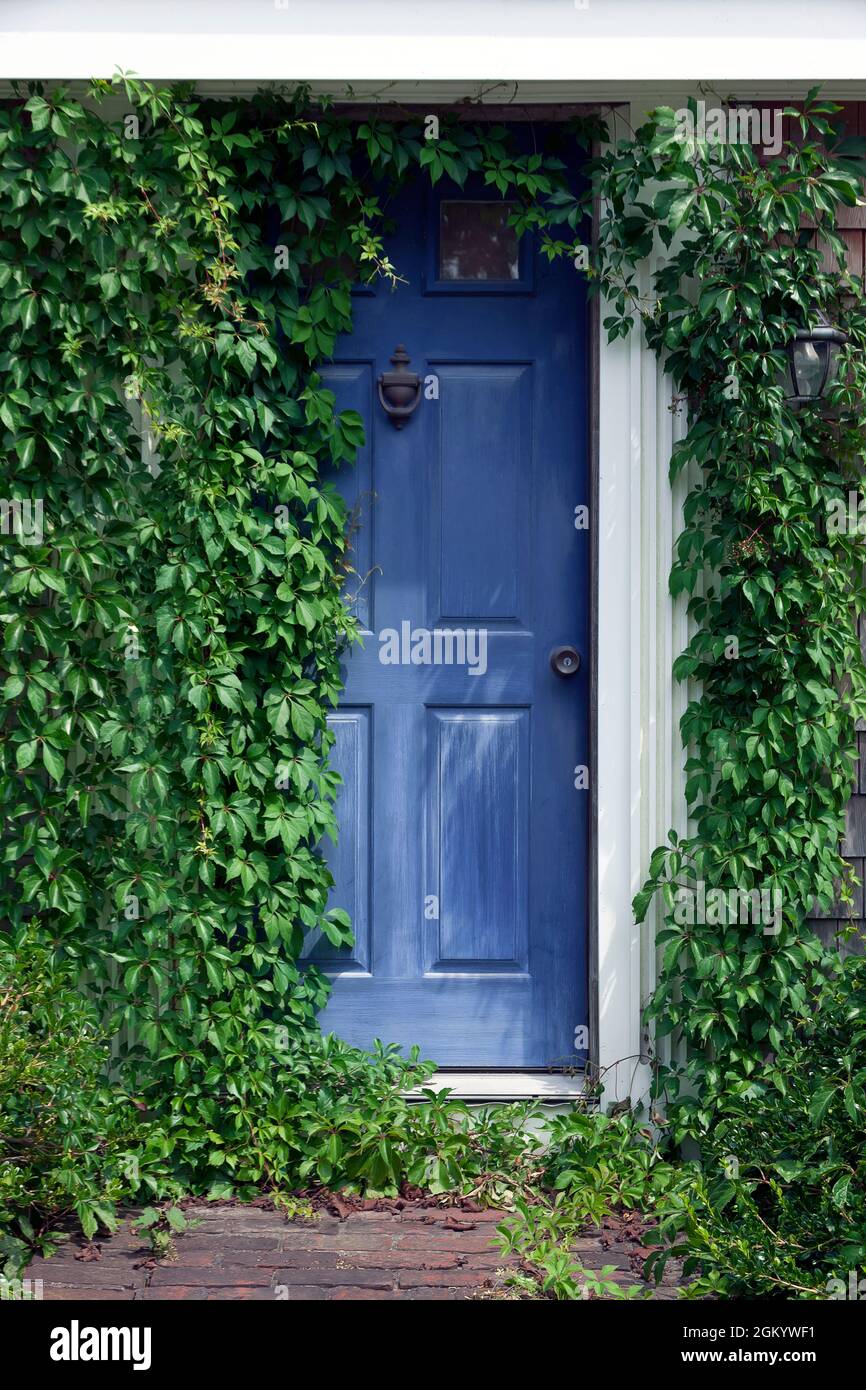 Die blaue Eingangstür eines Hauses wird von hellgrünem Efeu umrahmt. Stockfoto