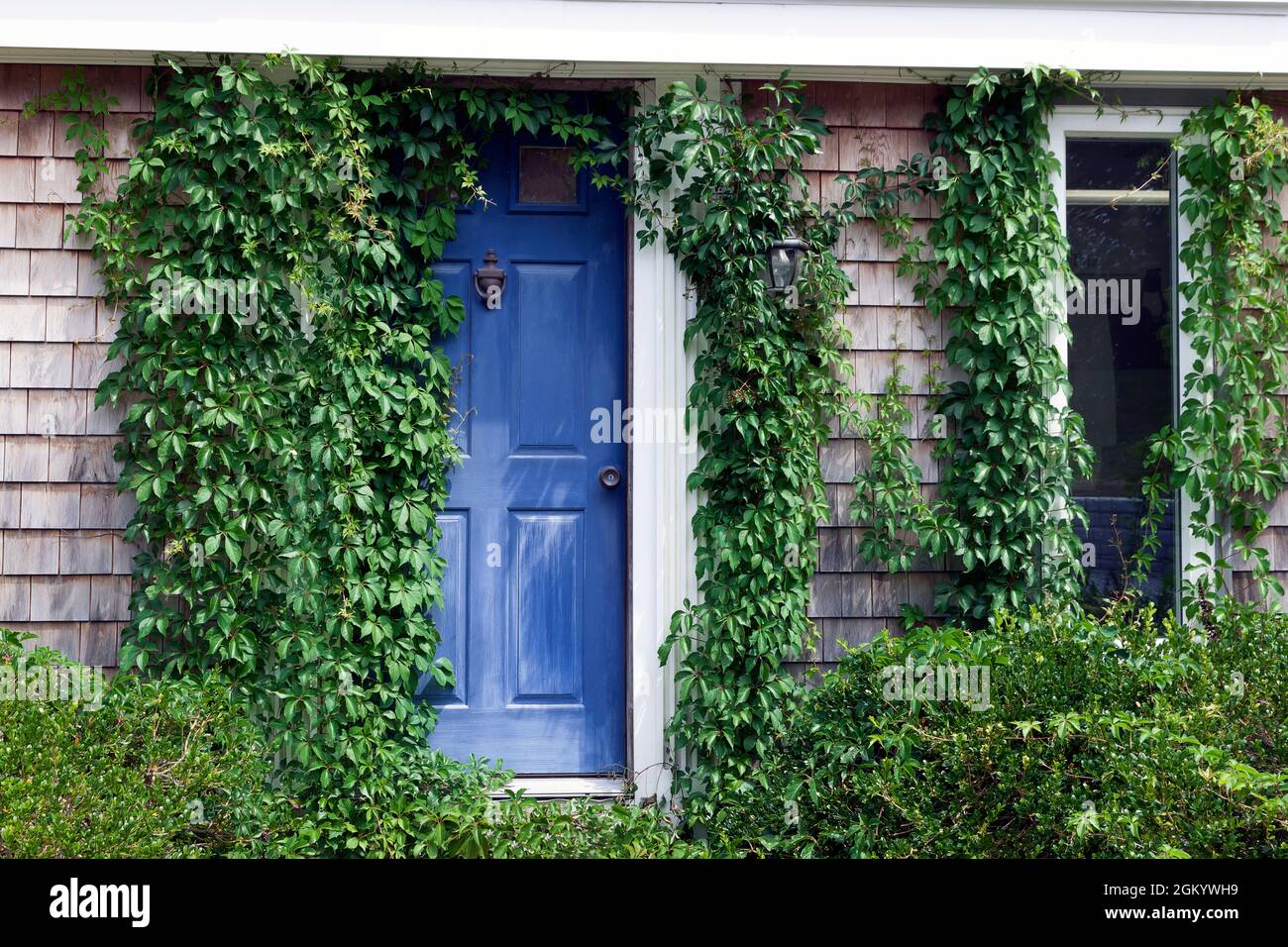 Die blaue Eingangstür und das Fenster eines Hauses sind von hellgrünem Efeu eingerahmt. Stockfoto