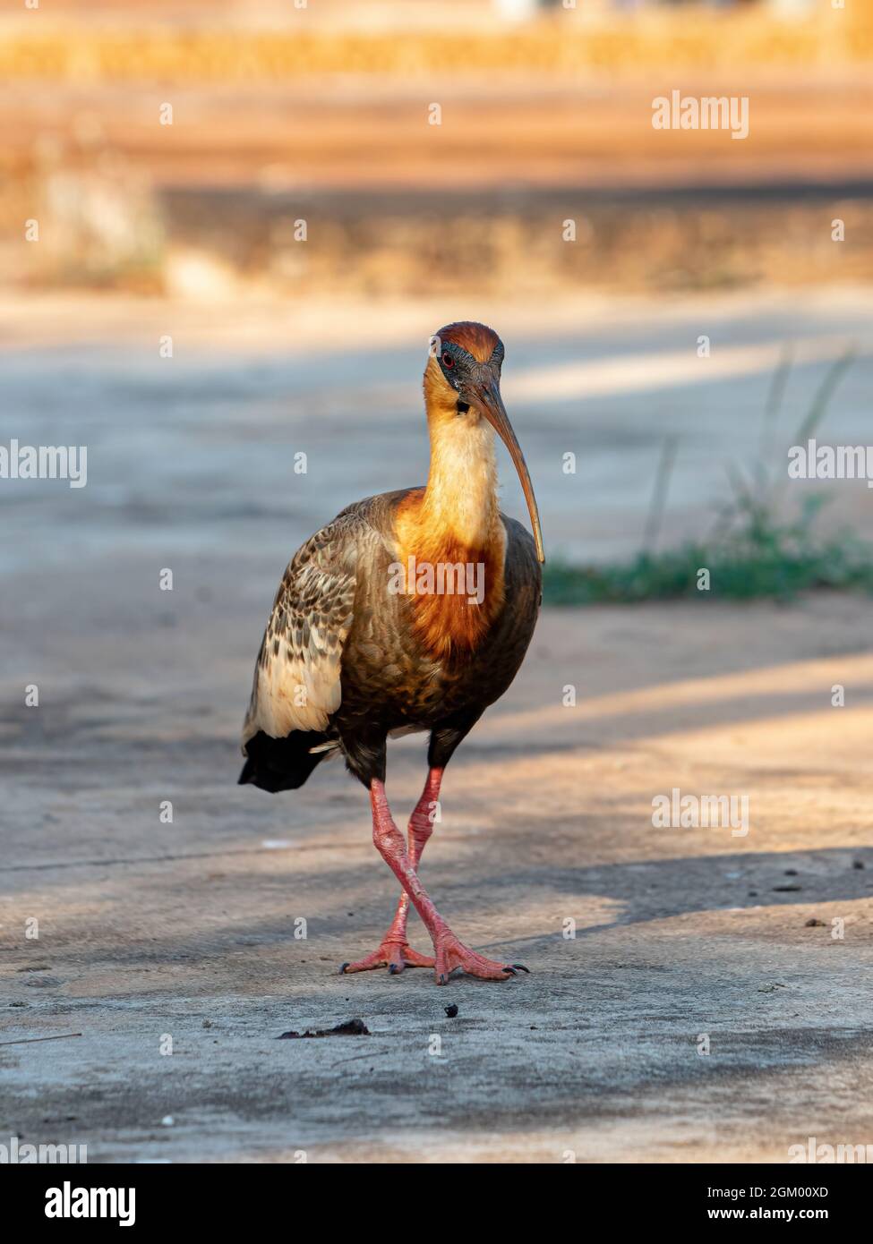 Buffhhalsiges Ibis der Art Theristicus caudatus Stockfoto