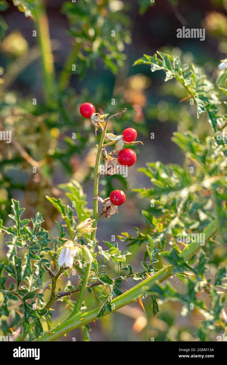 Rote Büffel-Bur-Pflanze der Art Solanum sisymbriifolium Stockfoto