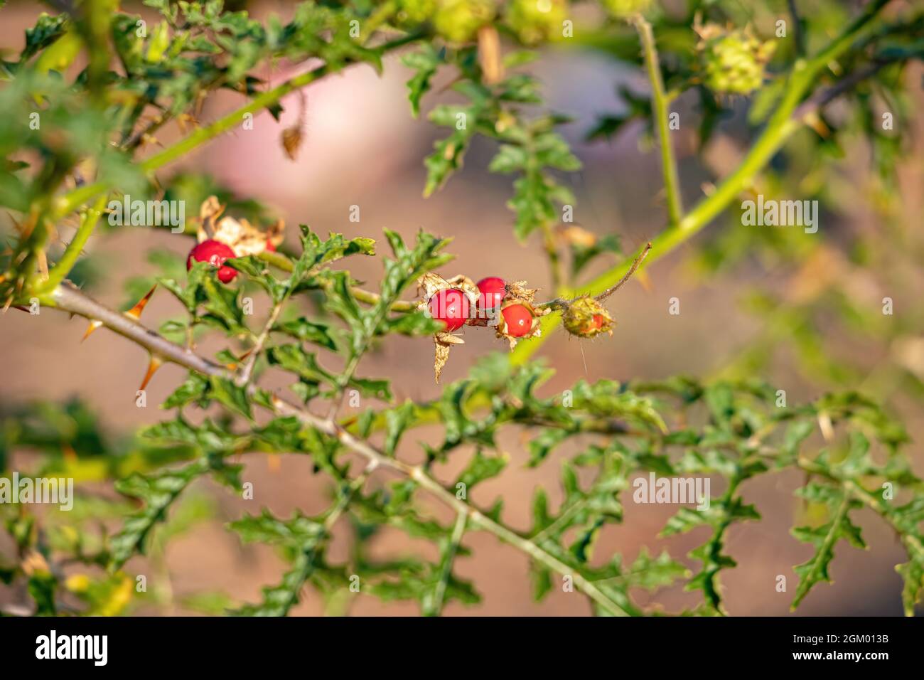 Rote Büffel-Bur-Pflanze der Art Solanum sisymbriifolium Stockfoto