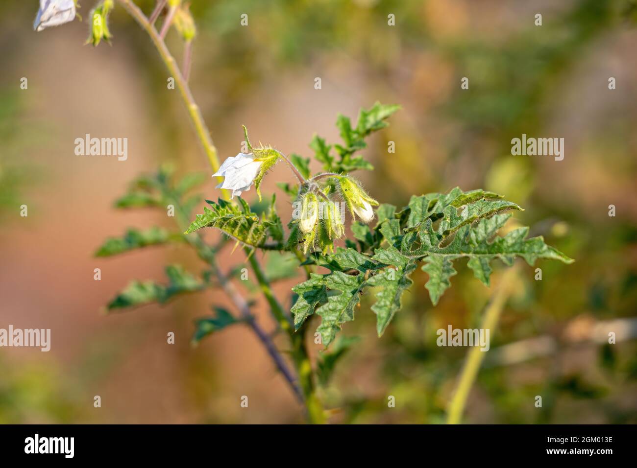 Rote Büffel-Bur-Pflanze der Art Solanum sisymbriifolium Stockfoto