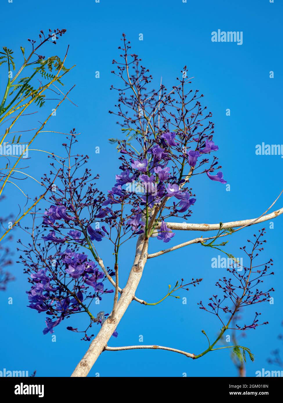 Blauer Jacaranda Baum der Art Jacaranda mimosifolia Stockfoto