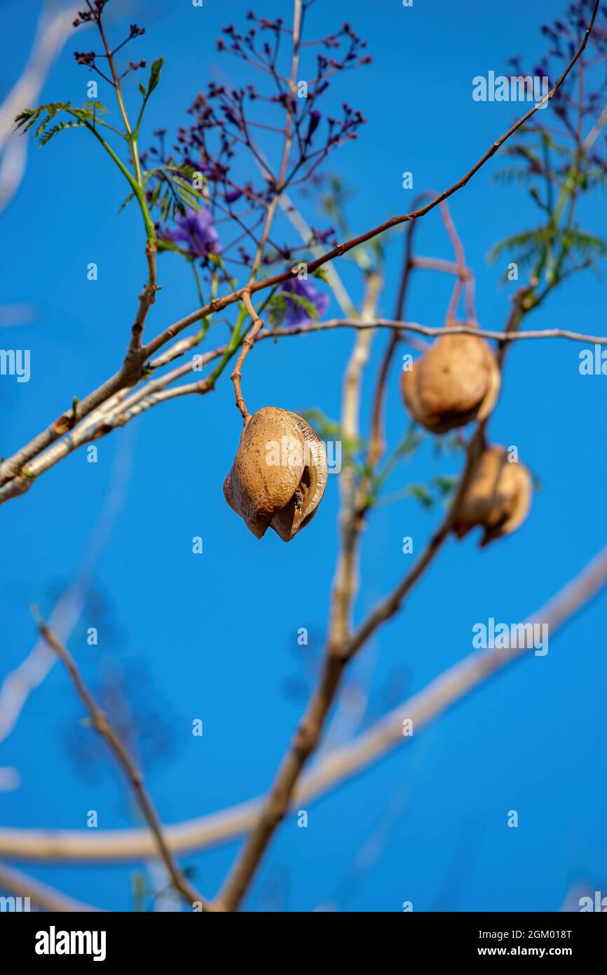 Blauer Jacaranda Baum der Art Jacaranda mimosifolia Stockfoto